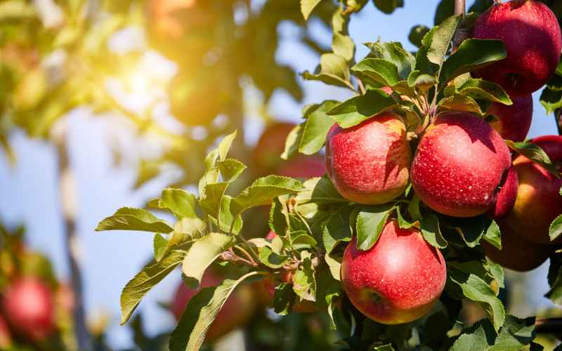 Foods That Begin With A